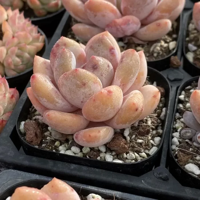 Echeveria Orange - Image 2