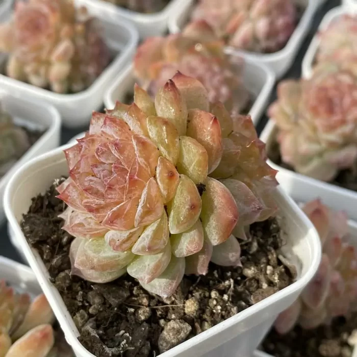 Echeveria FuSu Double Head - Image 2