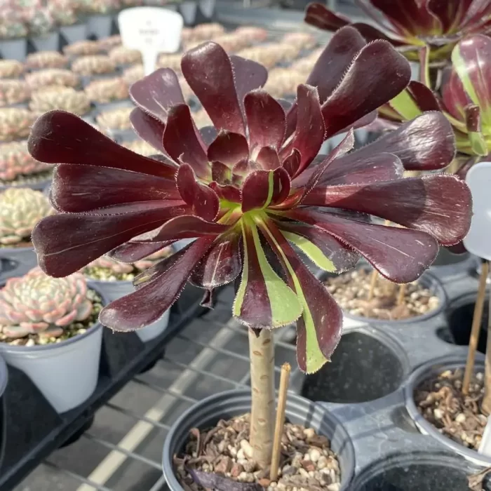 Aeonium Big Bang - Image 2