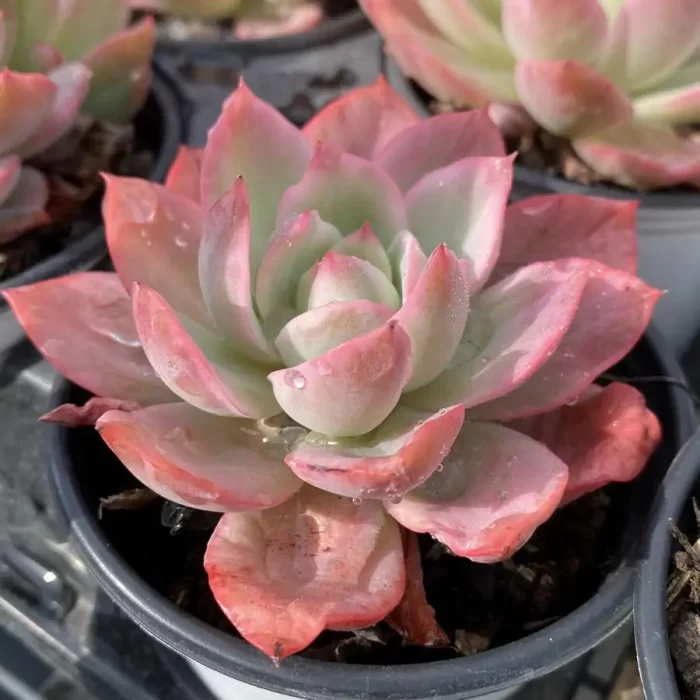 Echeveria Green Fruit Variegated - Image 2