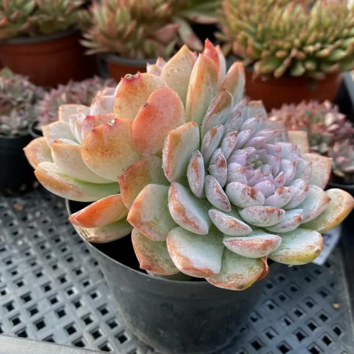 Echeveria Queen Ellie Double Head - Image 2