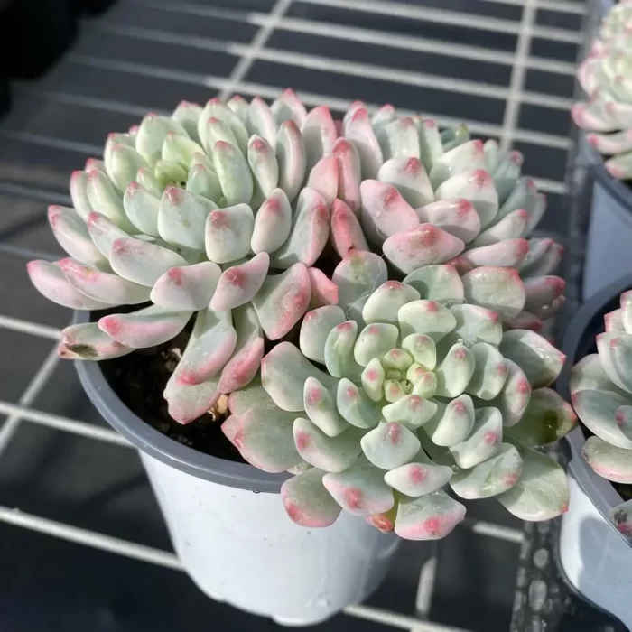 Echeveria cv. blue apple variegated Clustering - Image 2
