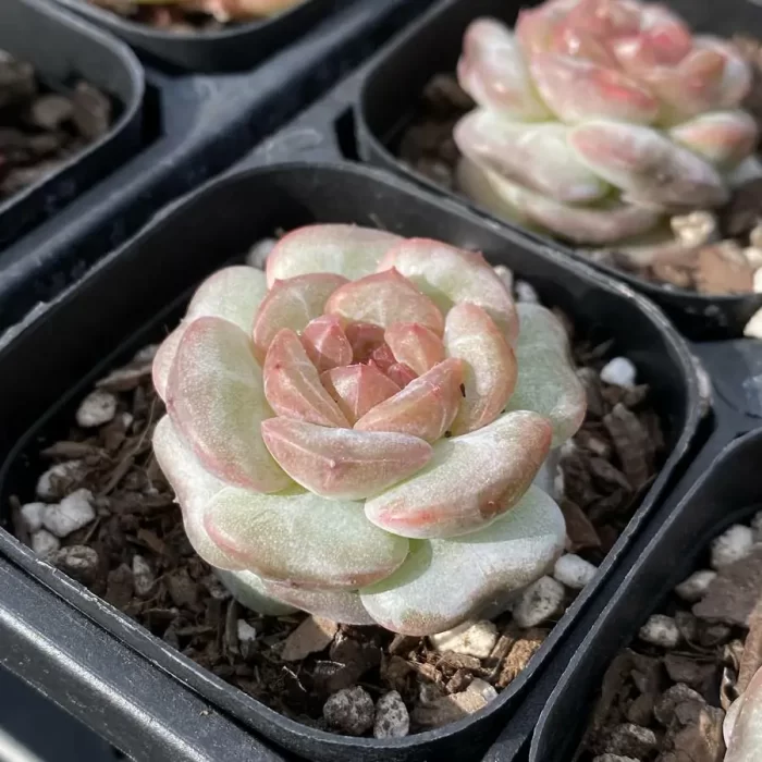 Echeveria 0005Impatiens - Image 2