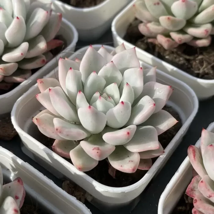 Echeveria Ice Beauty Variegated - Image 2