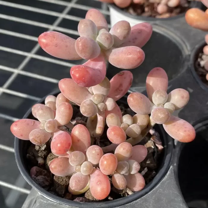 Sedum Big Star Clustering - Image 2