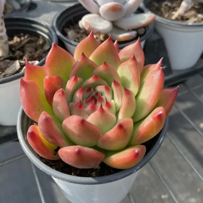 Echeveria Garciae - Image 2