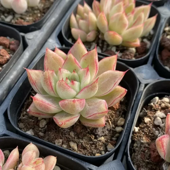 Echeveria Queen - Image 2