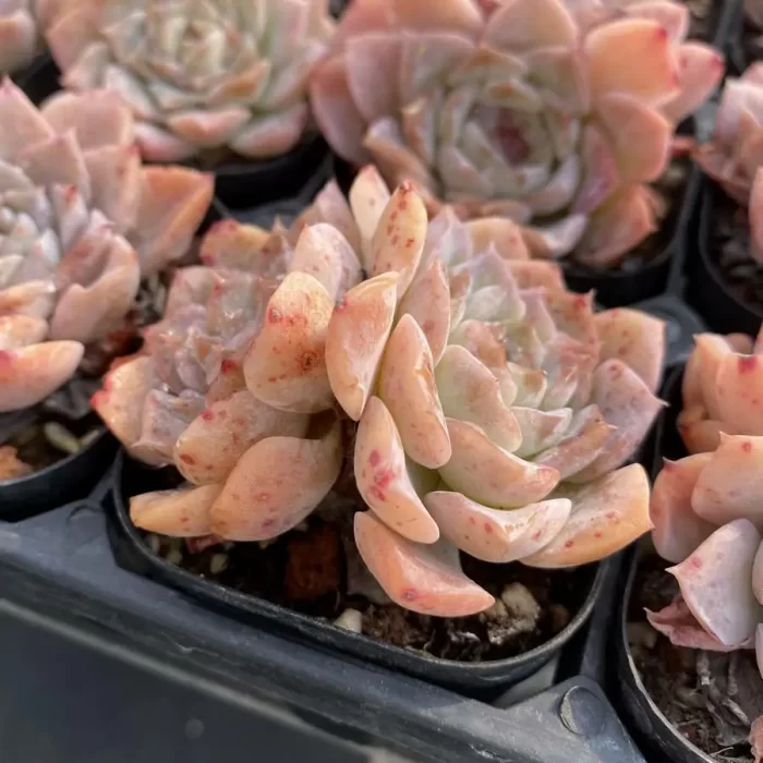 Echeveria Little Flower Double Heads - Image 2