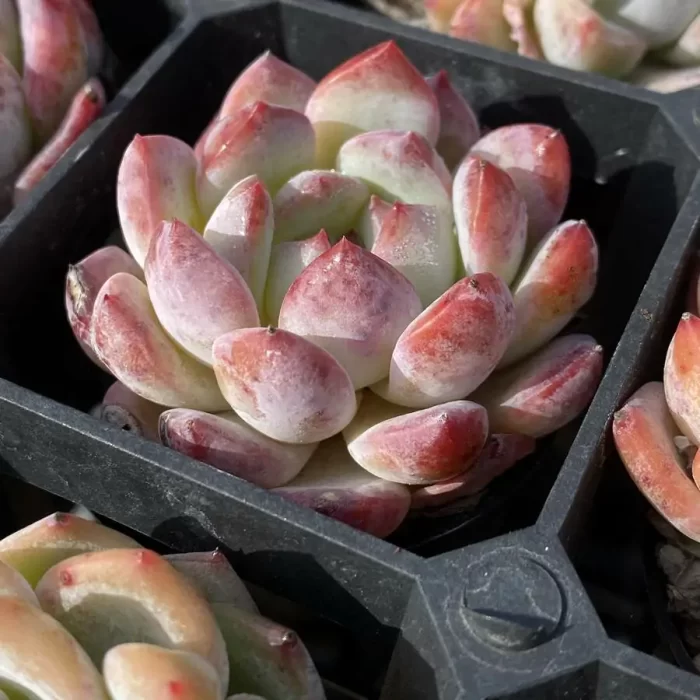 Echeveria Lost You Forever - Image 2