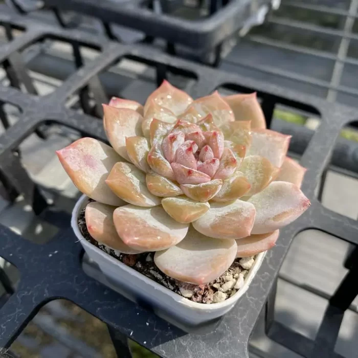 Echeveria Strawberry Jam - Image 2