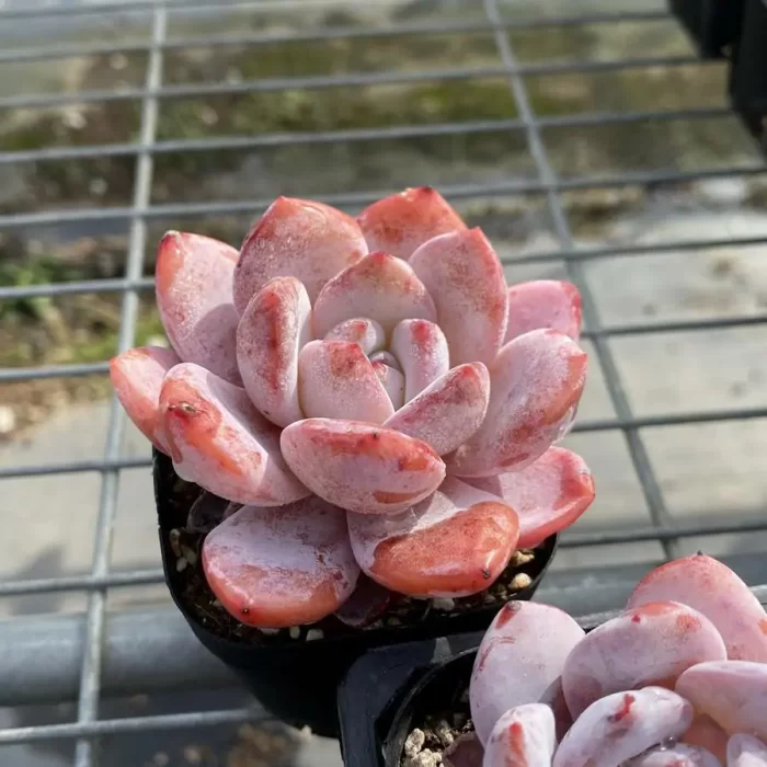 Echeveria Monroe x Lauii - Image 2