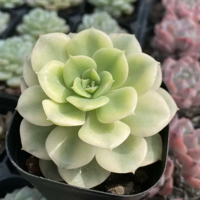 Echeveria Nicksana Yellow Varigated - Image 2