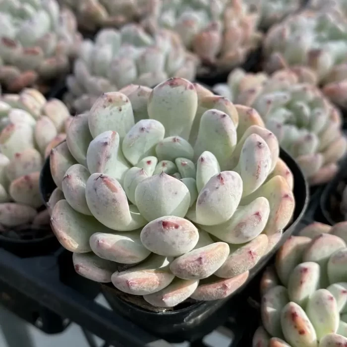 Echeveria Viyant - Image 2