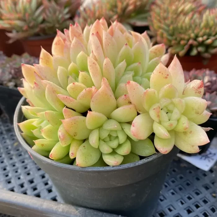 Echeveria Lune Clustering - Image 2