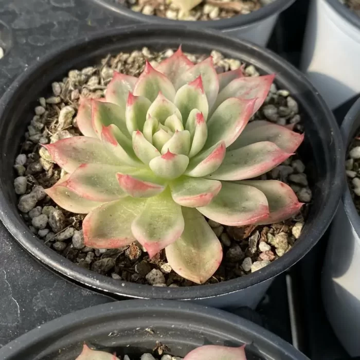 Echeveria Butterfly Varigated - Image 2
