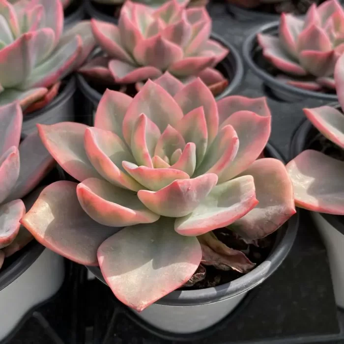 Echeveria Pink Harry Variegated - Image 2