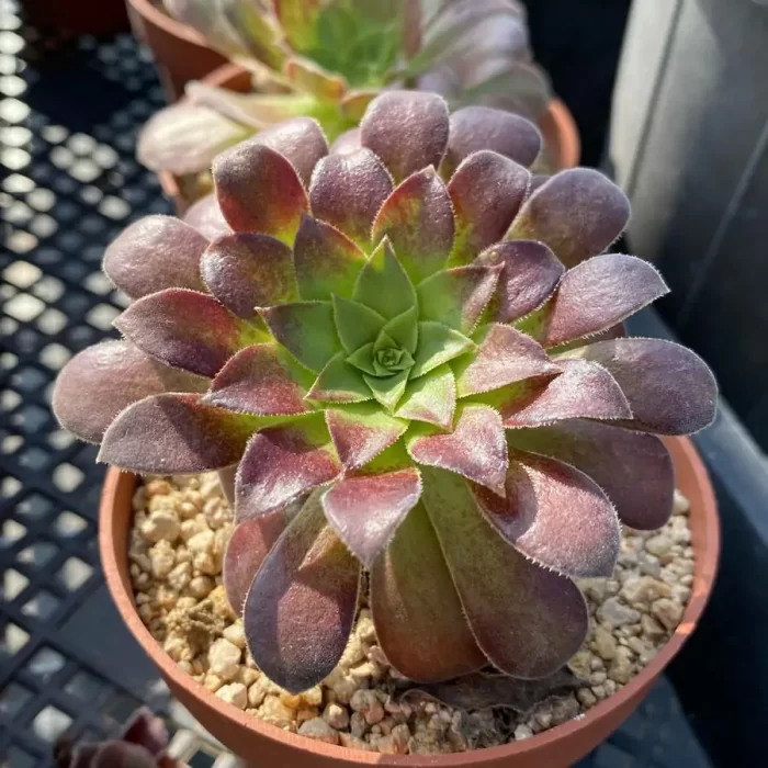 Aeonium Morning glow - Image 2