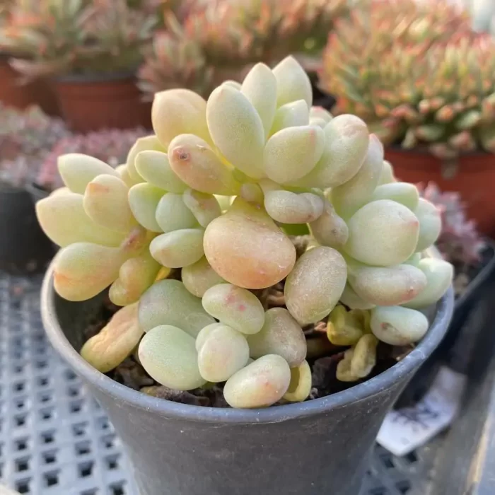 Echeveria Billgates Clustering - Image 2