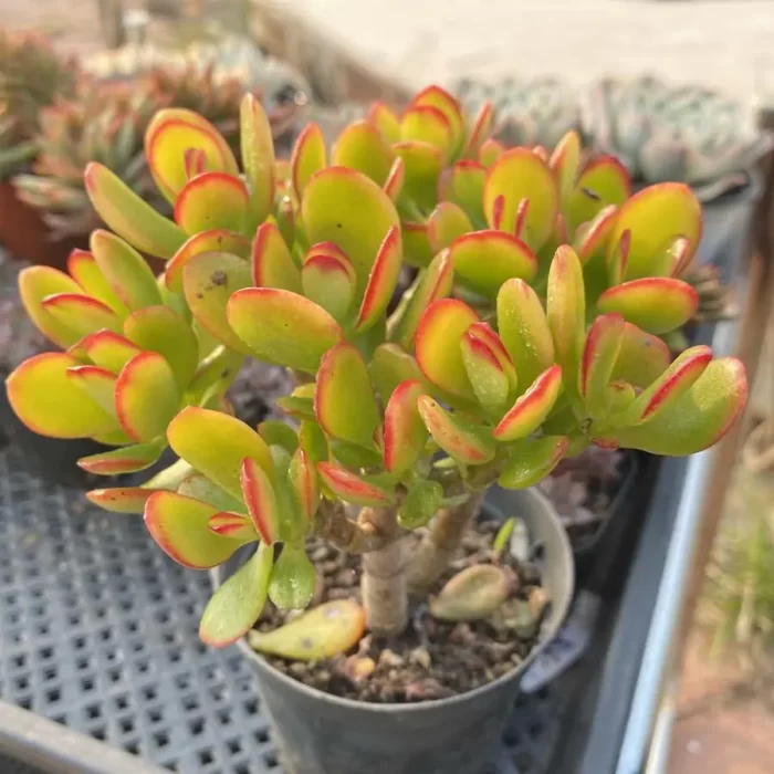 Crassula C. obliqua Minima - Image 2