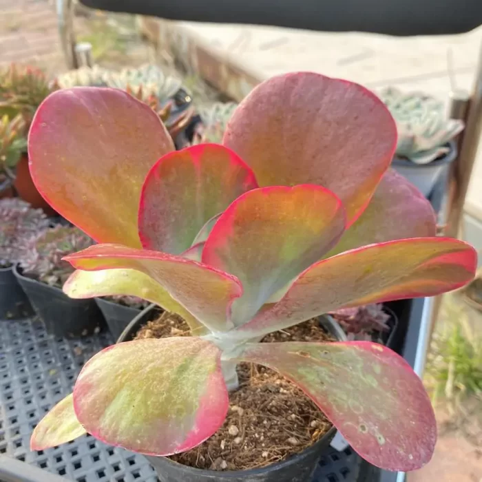 Kalanchoe luciae f. variegate - Image 2