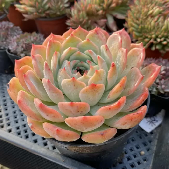 Echeveria Caroline - Image 2