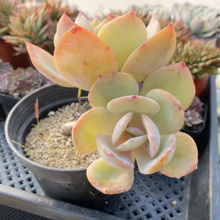 Echeveria Bai Fengshuang - Image 2