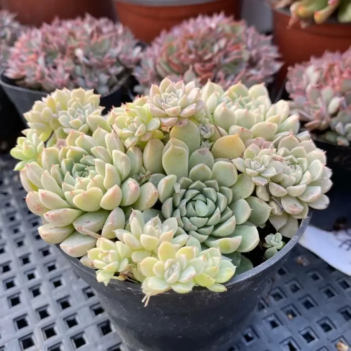 Echeveria Mexican Guilloché Clustering - Image 2