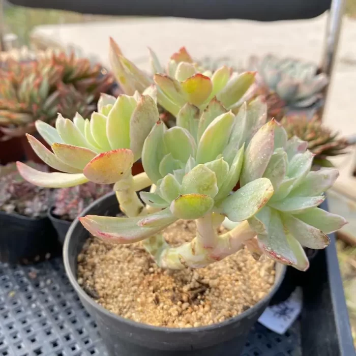 Echeveria Ice Silkworm Petrochemical Clustering - Image 2