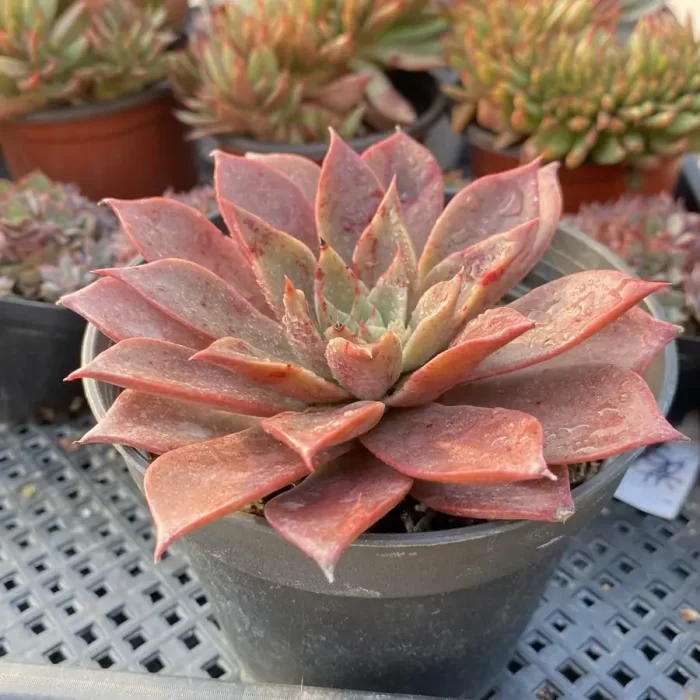 Echeveria Mia - Image 2