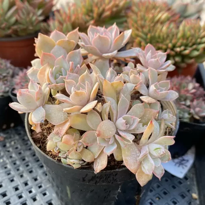 Echeveria Peacockii Desmetiana - Image 2