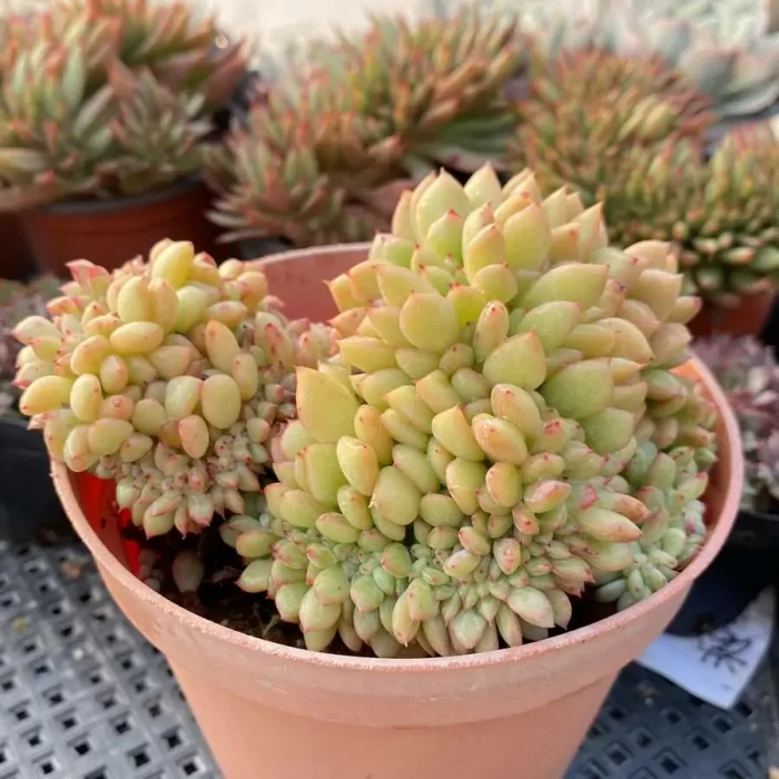 Echeveria Salem Cristata - Image 2