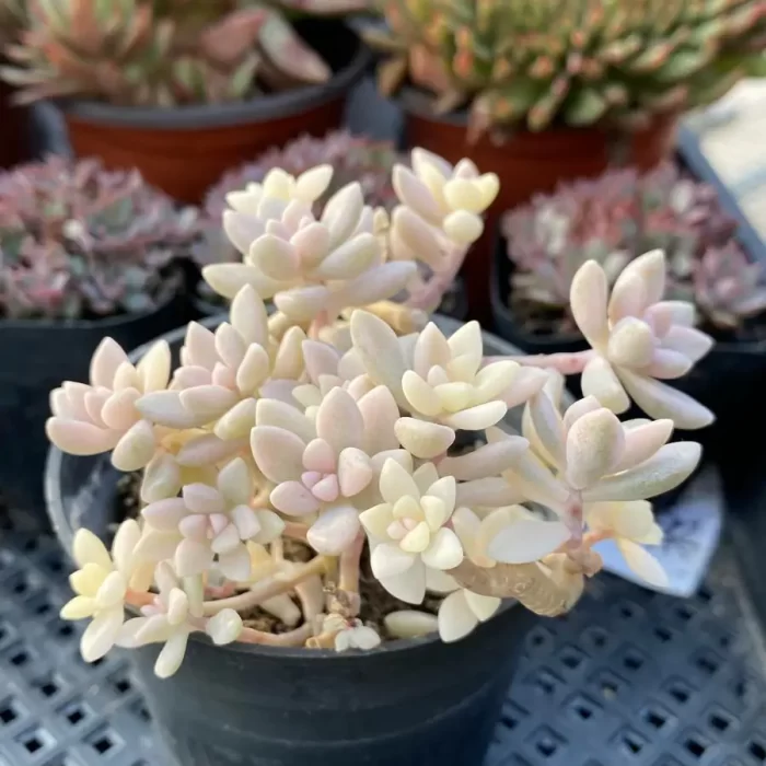 × Graptosedum 'Francesco Baldi' Variegated Clustering - Image 2