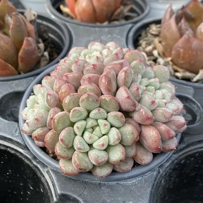 Graptoveria Snow Peach Clustering - Image 2
