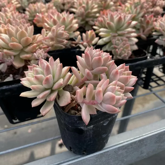 Echeveria Green Emerald Variegated Clustering - Image 2