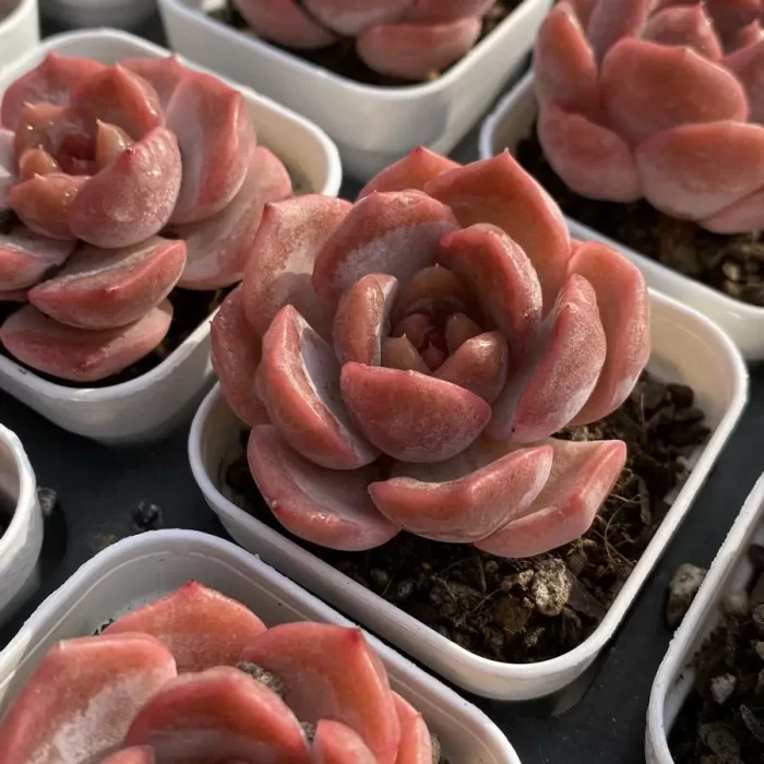 Echeveria Lychee Powder - Image 2