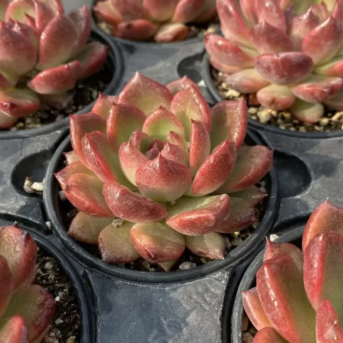 Echeveria ZiWei - Image 2