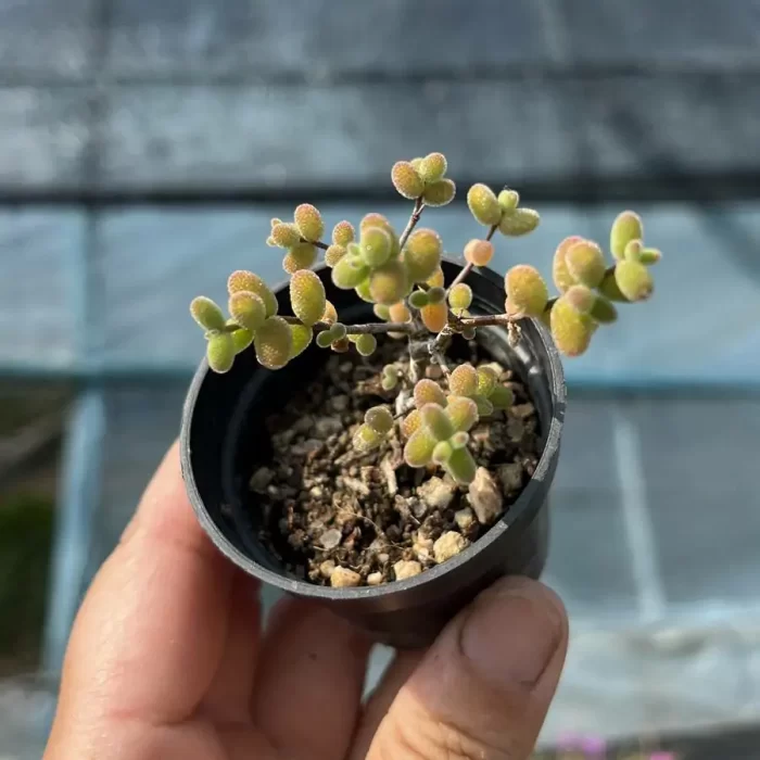 Dicrocaulon Ramulosum Sugar Ball - Image 2