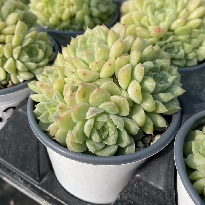 Echeveria Green Emerald Clustering - Image 2