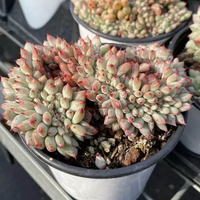 Echeveria Jigglypuff Cristata - Image 2