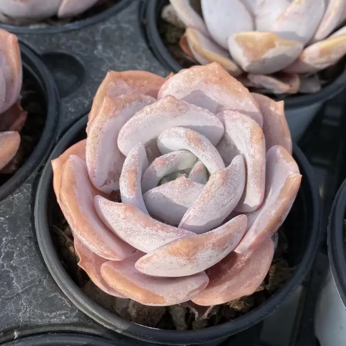 Echeveria Jiujiu Yu - Image 2
