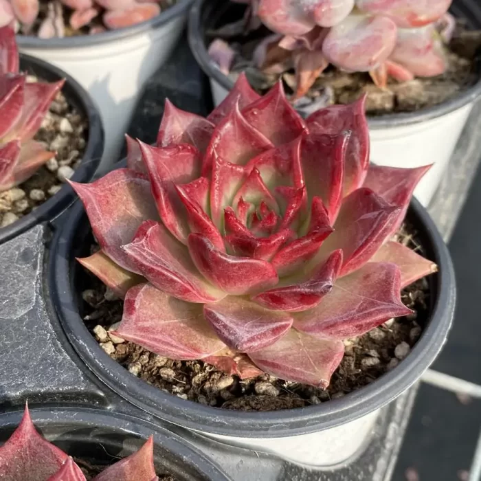 Echeveria Summer Beauty - Image 2