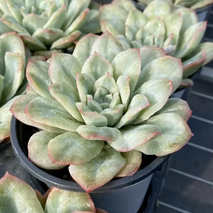 Echeveria Angel Rose - Image 2