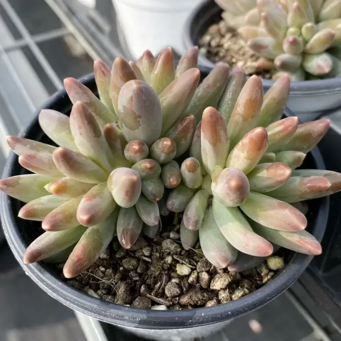 Pachyphytum Green Velvet Beauty 3-4 Heads - Image 2