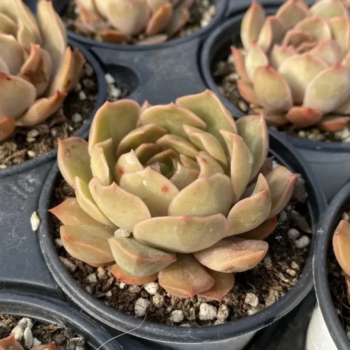 e202-39.webp Echeveria Kiss - Image 2