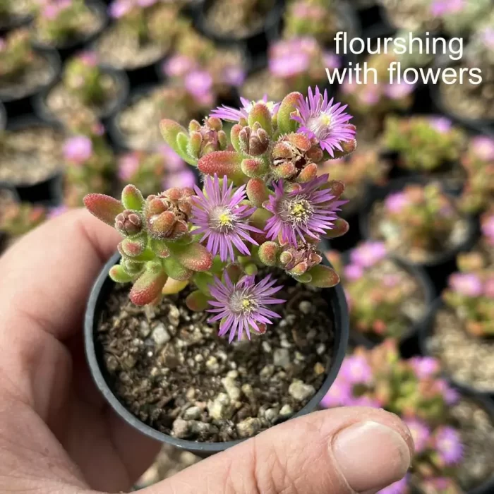 Dicrocaulon Ramulosum Red Gem - Image 2