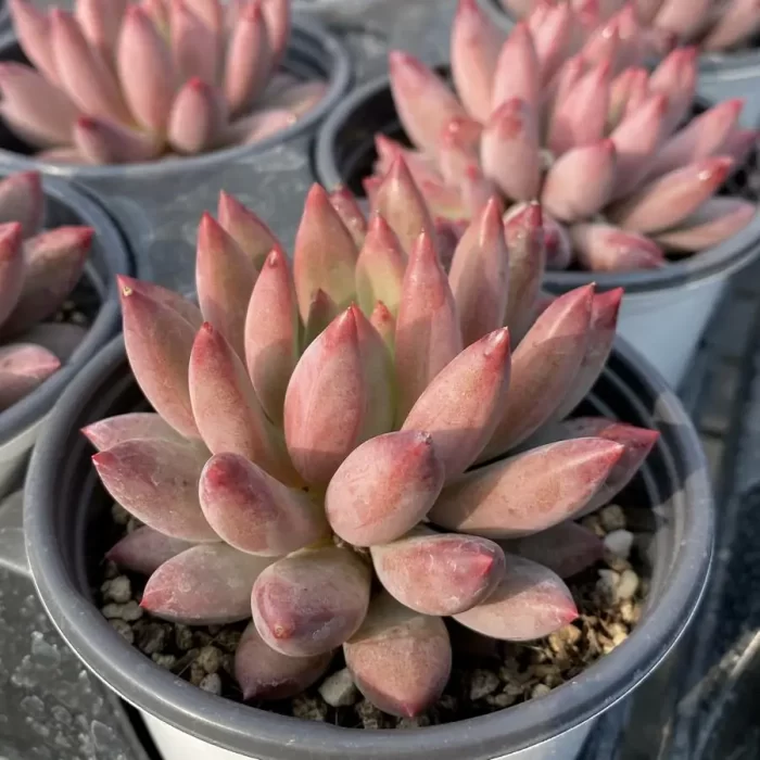 Pachyphytum Ponyo - Image 2