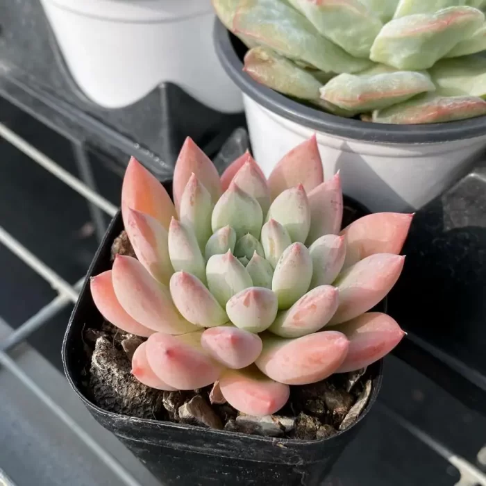 Echeveria Gothic - Image 2