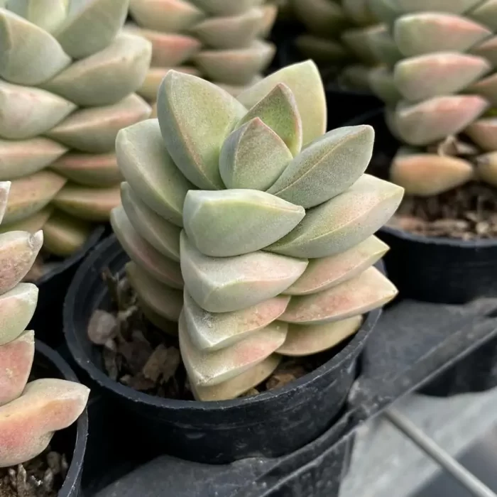 Crassula Moonglow Variegated - Image 2
