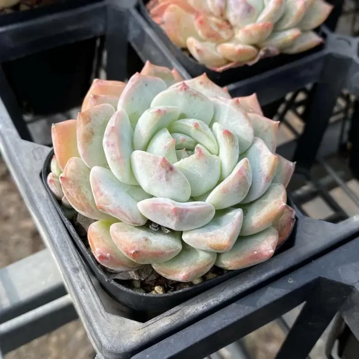 Echeveria Branka - Image 2