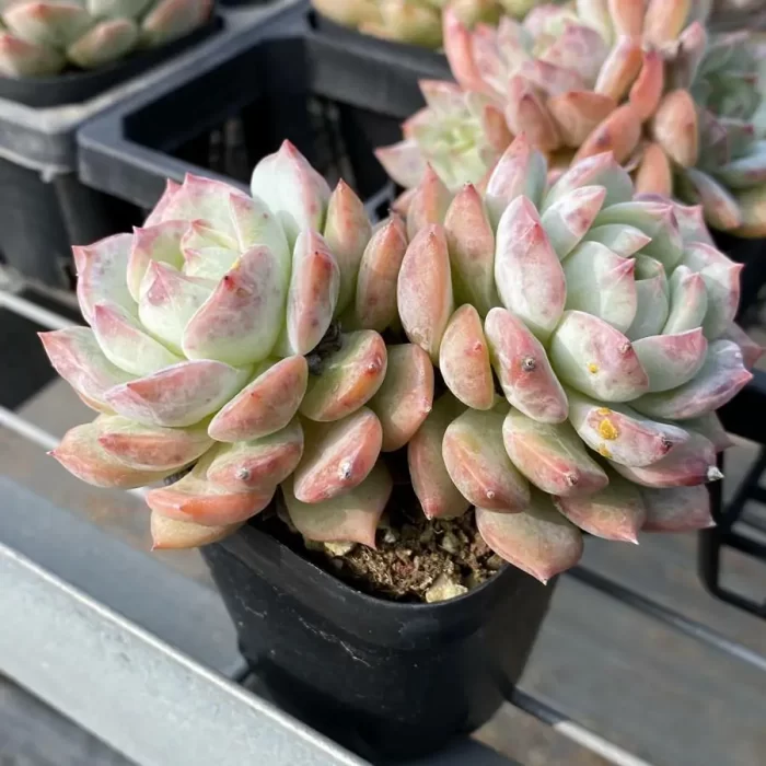 Echeveria Branka Double Head - Image 2